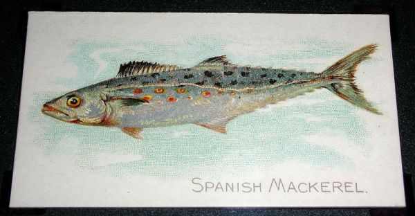 38 Spanish Mackerel